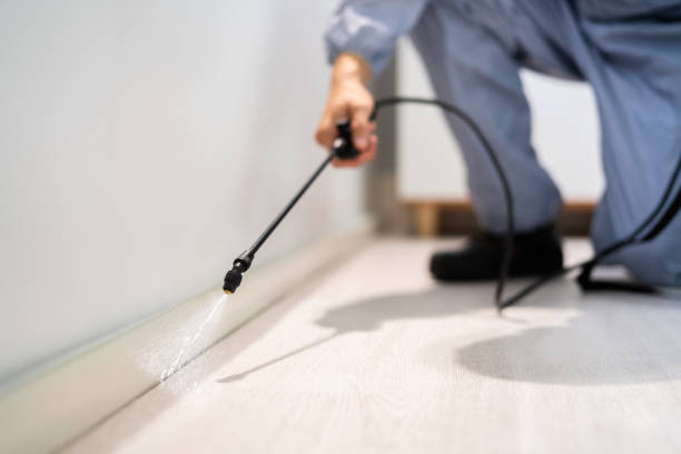 Licensed Wasp Removal service in East Moline, IL - Show Me Pest Control